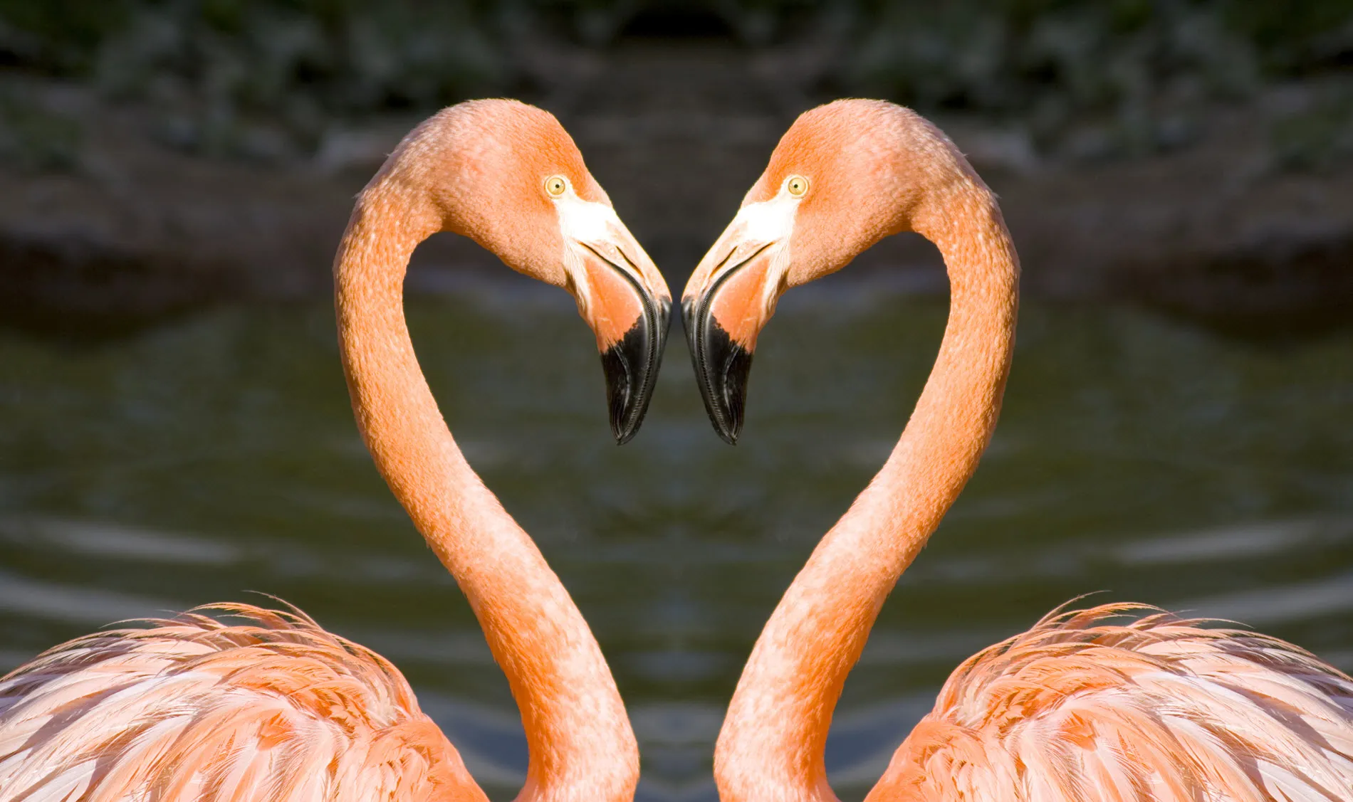 Professional Certifications and the Seductive Power of Similarity - illustration