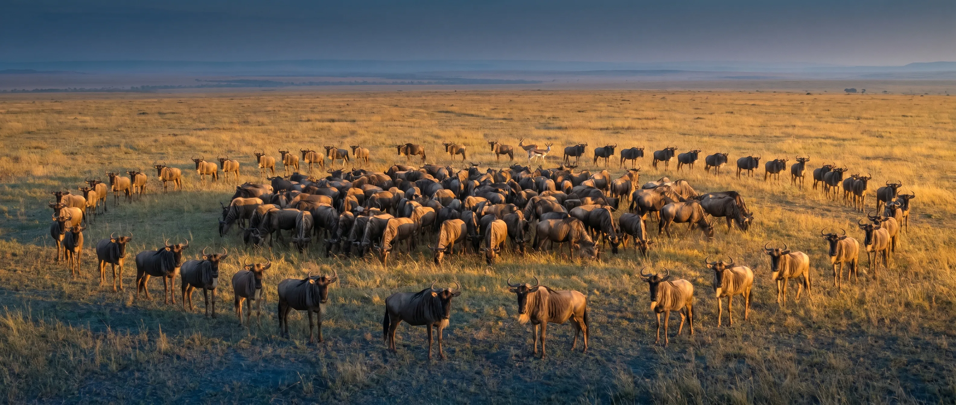 Herd Behavior in Cybersecurity: The Good and The Bad - illustration