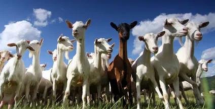 Herd Behavior in Cybersecurity: The Good and The Bad - illustration